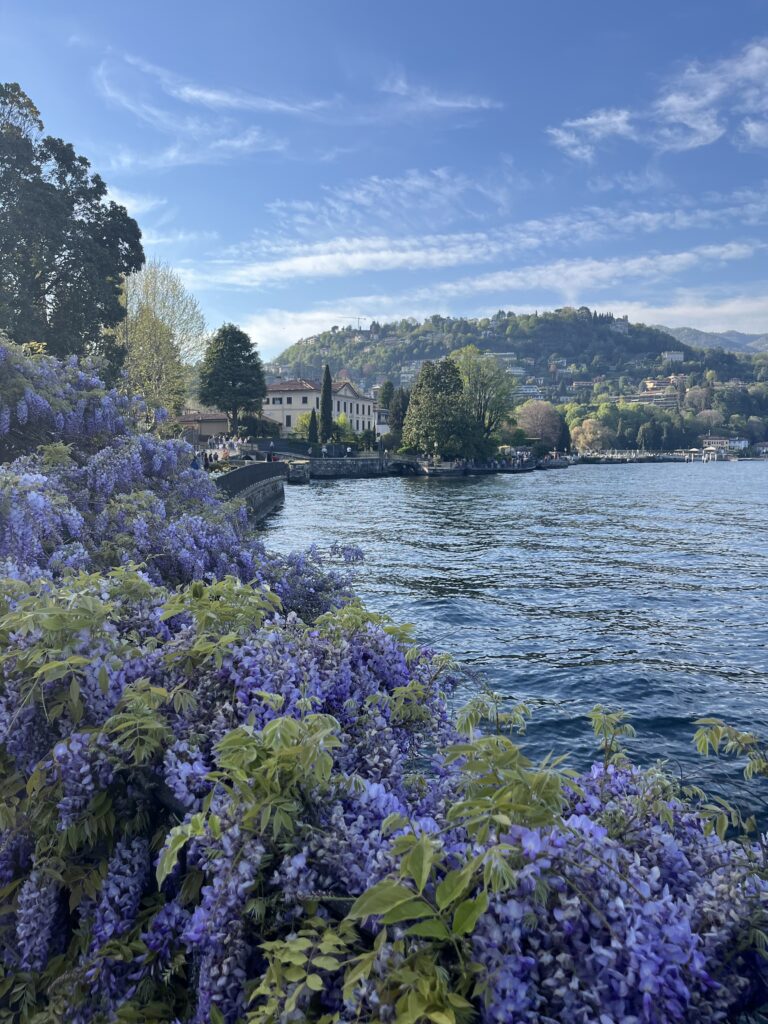 Glicine in fiore sulla passeggiata Lino Gelpi, Villa Olmo sullo sfondo